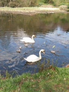 Swans with cygnets